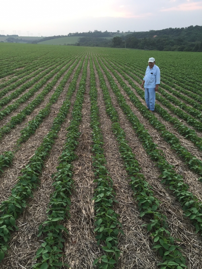 Imagem do dia - Lavoura de soja em Buri (SP). Produtor Frederico dAvila. Em destaque o consultor técnico Sebastião Takahashi.