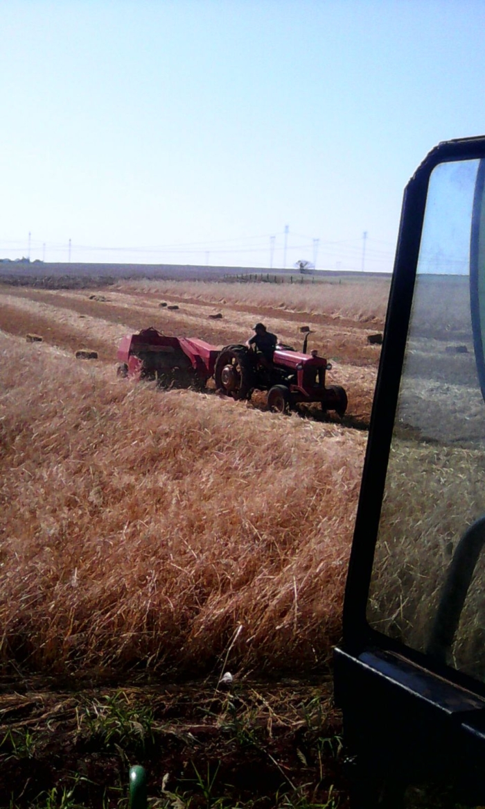 Imagem do dia - Produzindo feno com aveia em Santa Terezinha de Itaipu (PR), do produtor Ademir Fontana