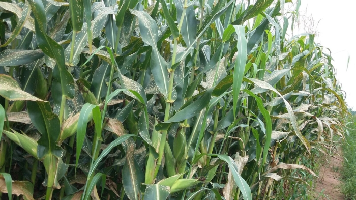 Imagem do dia - Mancha-foliar de feosféria na lavoura de milho em São João da Boa Vista (SP), do produtor João Renato Moretto