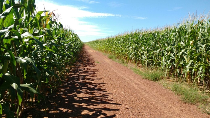 Imagem do dia - Lavoura de milho safrinha em Tabaporã (MT), dos produtores Fabio  e Joceli Zuconelli