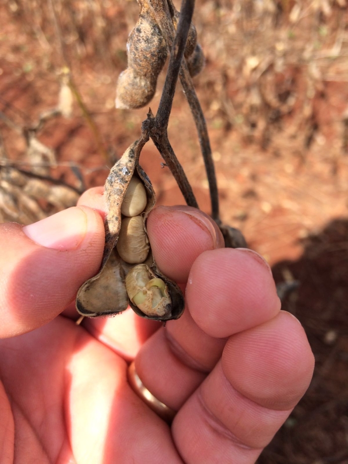Imagem do dia - Soja em Nueva Esperanza (PY). Enviado por André Monteiro.