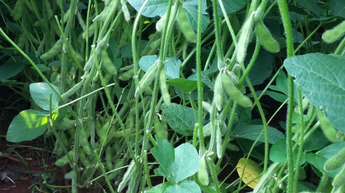 Imagem do dia - Lavoura de soja plantada em 5 de setembro em Canindeyú (PY), do produtor Lauro Hasllinger