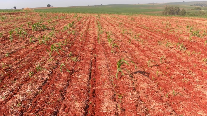 Imagem do dia - Replantio de milho em Primeiro de Maio (PR), da Familia Amauki
