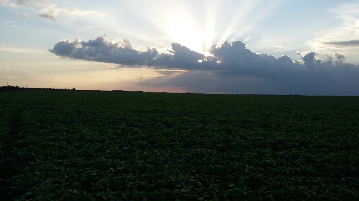 Imagem do dia - Lavoura de soja em Chapadinha (MA), na Fazenda Santo Anjo