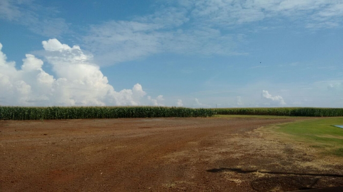 Imagem do dia - Lavoura de milho em Toledo (PR)