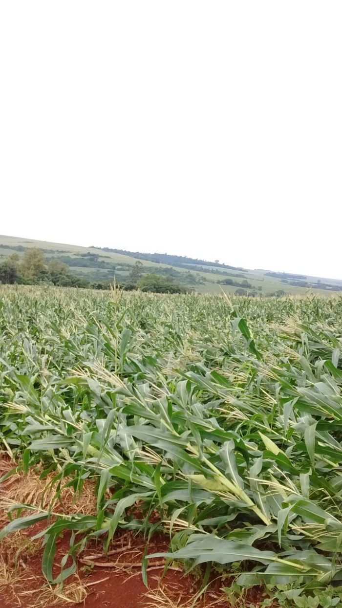 Imagem do dia - Lavoura de milho em Tupãssi (PR), após ventania na região. Enviado por Jean