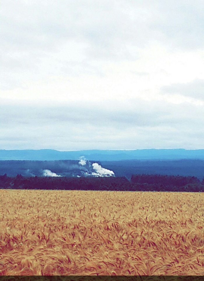 Imagem do dia - Lavoura de trigo na região de Itapúa (PY). Enviado por Eduardo Kempf