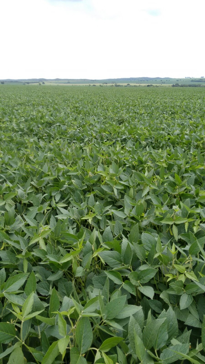 Imagem do dia - Lavoura de soja em Cristalina (GO)