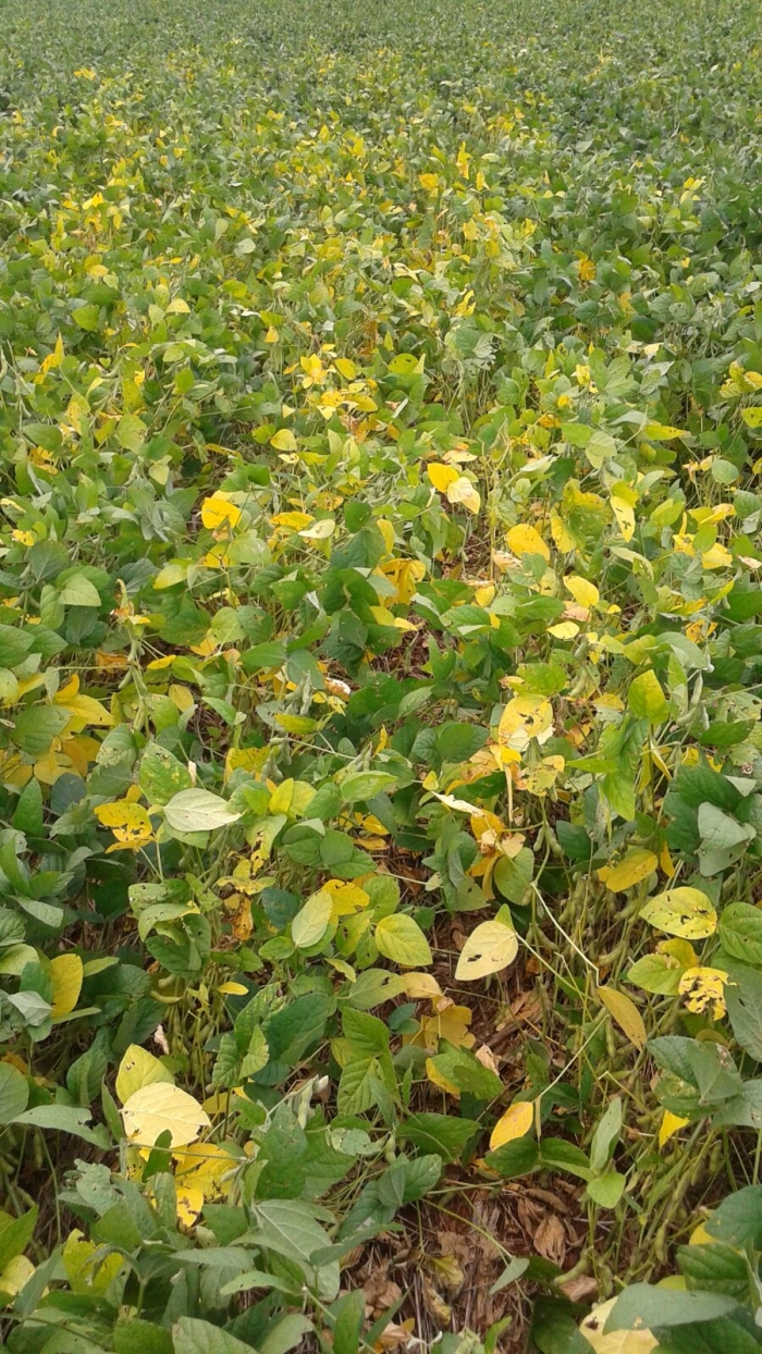 Imagem do dia - Lavoura de soja na fase de maturação em Nova Aurora (PR). Enviado pelo Técnico Agrícola David Clemente