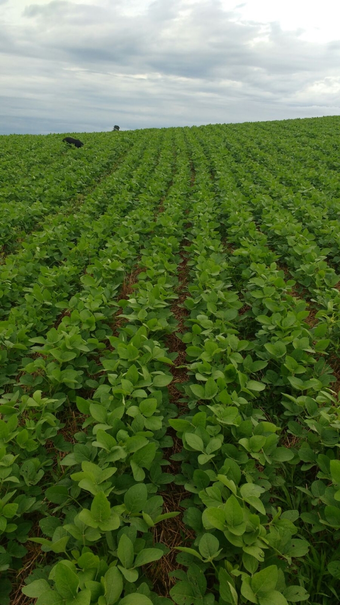 Imagem do dia - Lavoura de soja em Taquaruçu do Sul (RS), do produtor Anderson Moresco