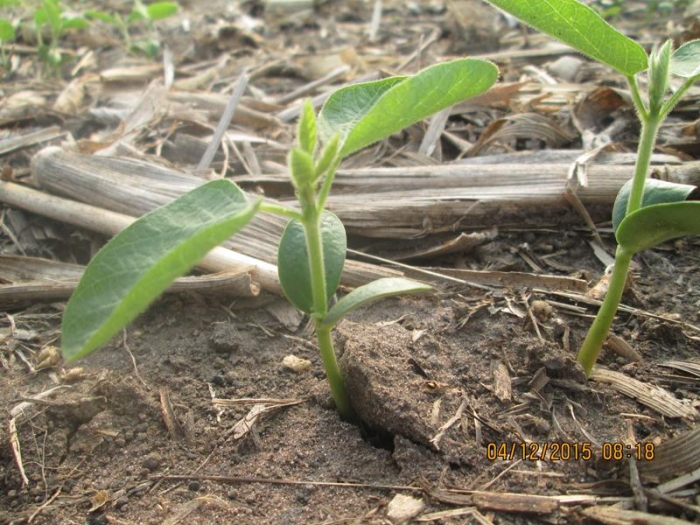 Lavoura de soja com palhada em Uruçuí (PI). Foto enviada por Altair Fianco