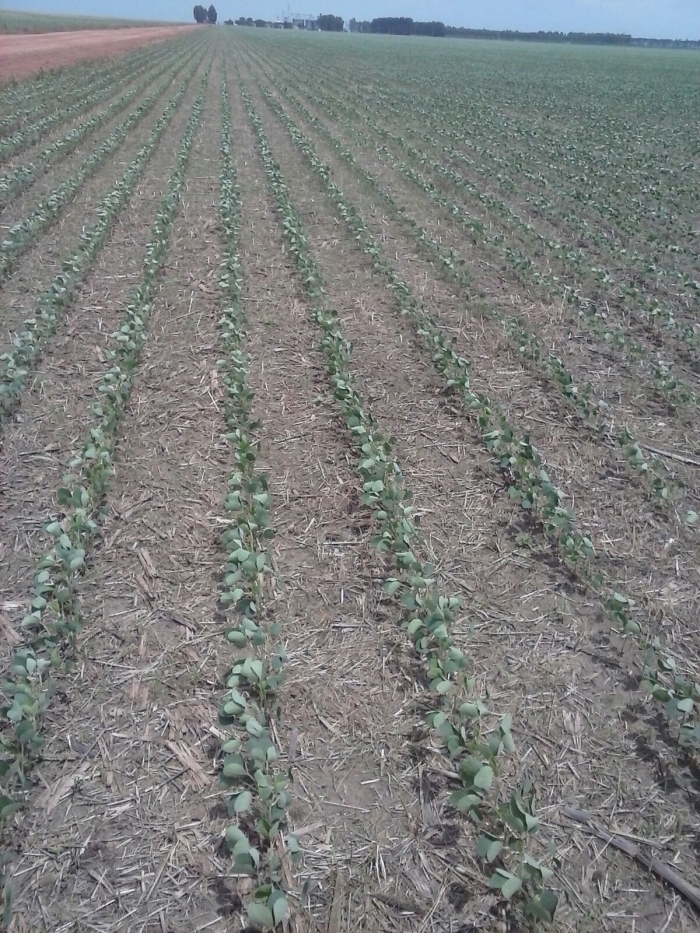 Imagem do dia - Lavoura de soja em Bom Jesus (PI), do produtor Wemerson Miguel