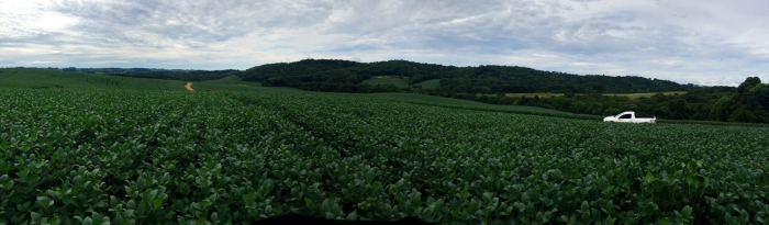 Imagem do dia - Lavoura de soja em Lagoa Vermelha (RS). Enviado pelo Engenheiro Agrônomo Carlos R. Dellavalle Filho