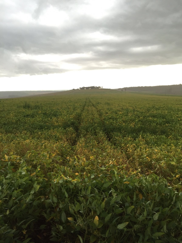 Imagem do dia - Lavoura de soja em Cambé (PR), do produtor Renan Pimenta