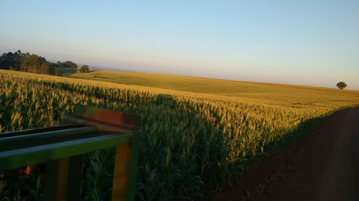 Imagem do dia  - Lavoura de milho em Formosa do Oeste (PR). Enviado por Eduardo Belmonte