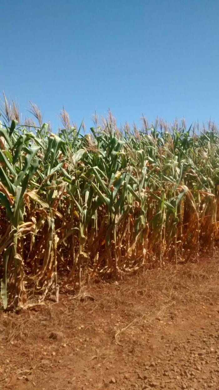 Imagem do dia - Lavoura de milho safrinha em Guaíra (PR), há um mês sem chuvas. Enviado por Rodrigo Zatta