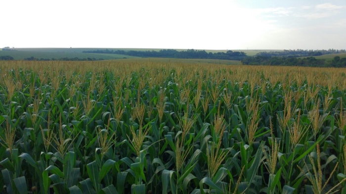 Imagem do dia - Lavoura de milho safrinha em Palotina (PR). Enviado por Edmilson Zabott