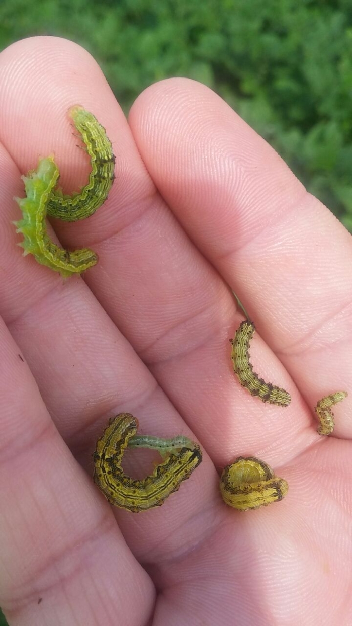 Imagem do dia - Lagarta de soja safrinha em Naranjal (PY). Enviado pelo Engenheiro Agrônomo Emerson Luiz Romanha