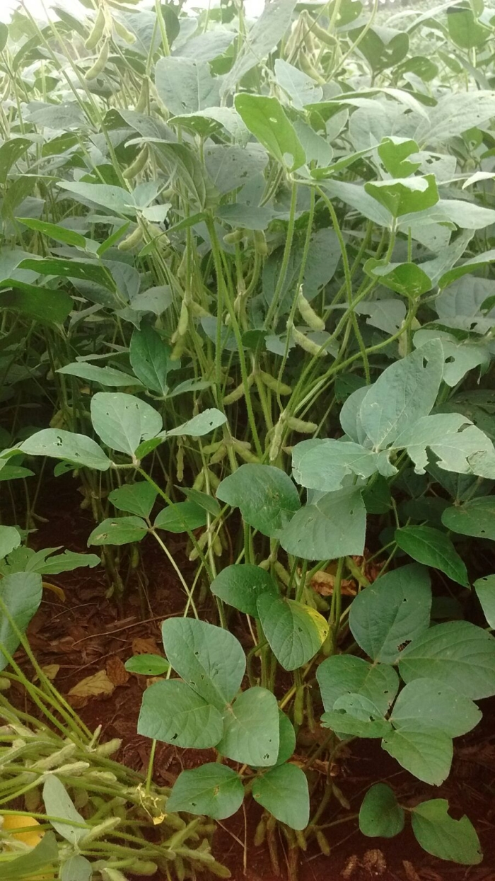 Imagem do dia - Lavoura de soja em Tupãssi (PR), do produtor Jean Boim