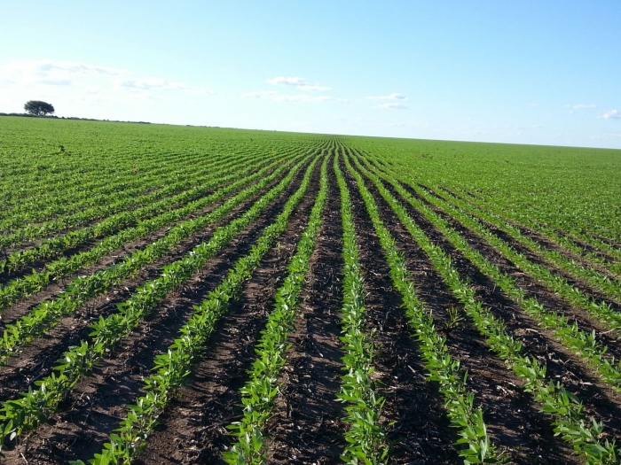 Imagem do dia - Lavoura de milho em Nova Santa Rosa (PI), do produtor Alcir Luiz Anghinoni