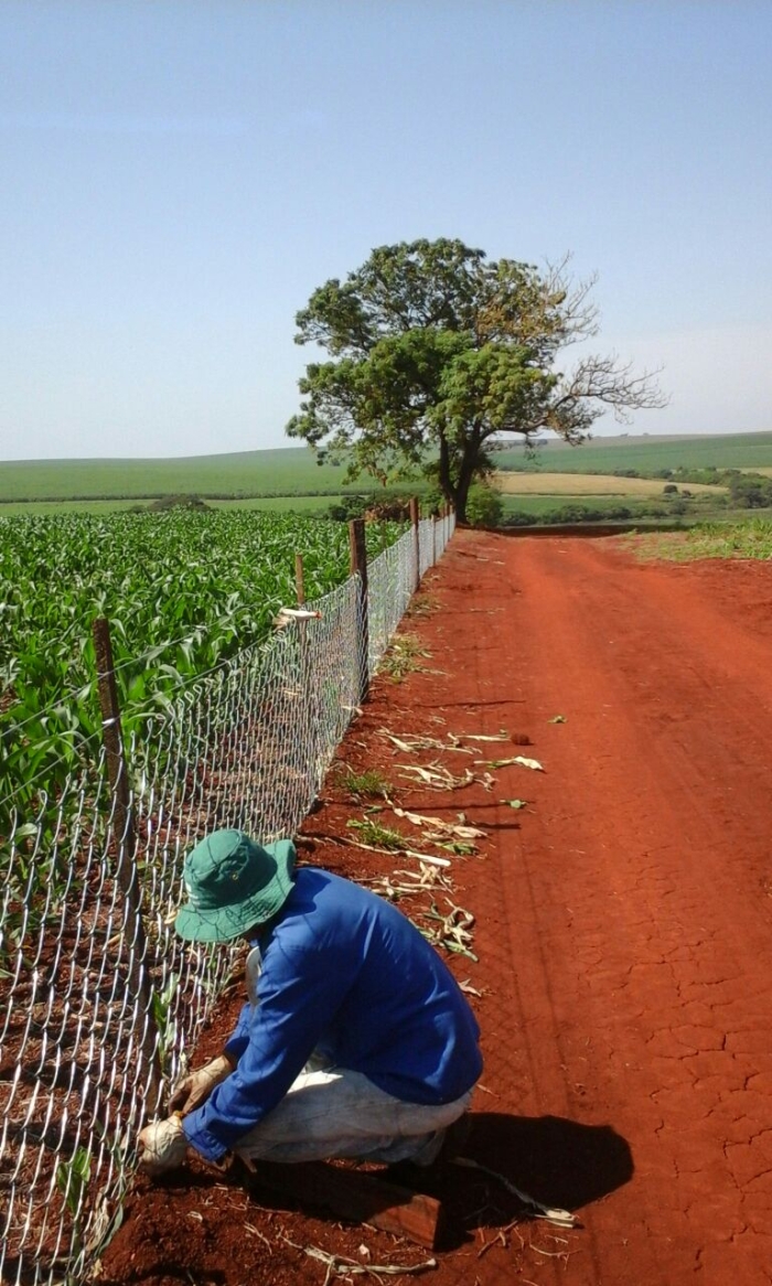 Imagem do dia - Cerca para contenção de capivaras em Pedrinhas Paulista (SP)