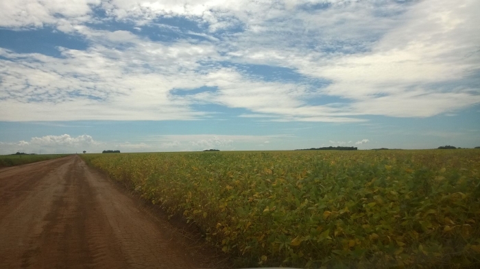 Imagem do dia - Lavoura de soja em Jataí (GO). Enviado pelo Engenheiro Agrônomo Hildo Antônio
