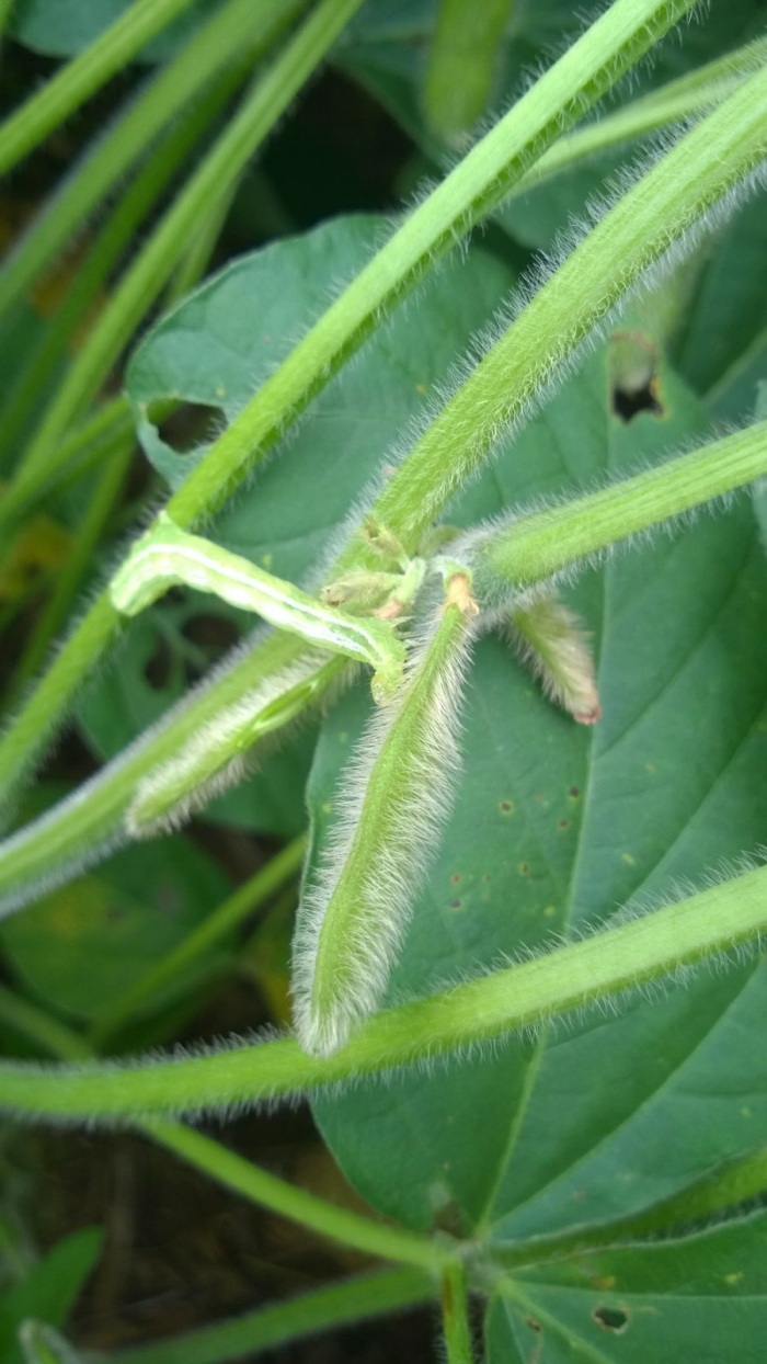 Imagem do dia - Lagarta em soja em Jataí (GO). Enviado pelo Engenheiro Agrônomo Hildo Antônio