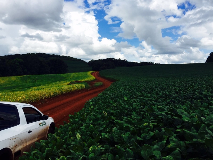 Imagem do dia - Lavoura de soja em Lagoa Vermelha (RS). Enviado pelo Engenheiro Agrônomo Carlos R. Dellavalle Filho