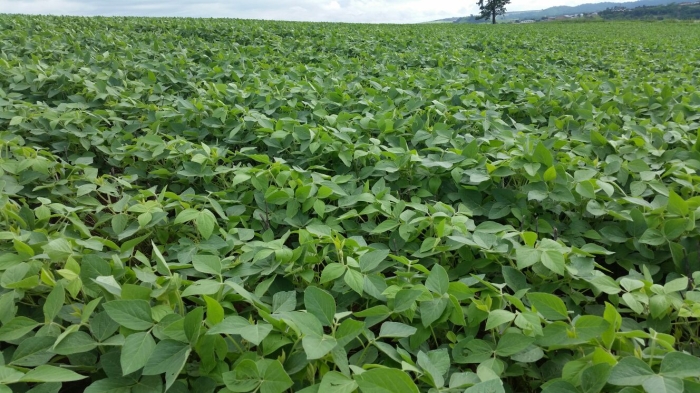 Imagem do dia - Lavoura de soja em Ribeirão do Pinhal (PR), dos irmãos Zucolim. Enviado pelo Engenheiro Agrônomo Fabio Miyamoto