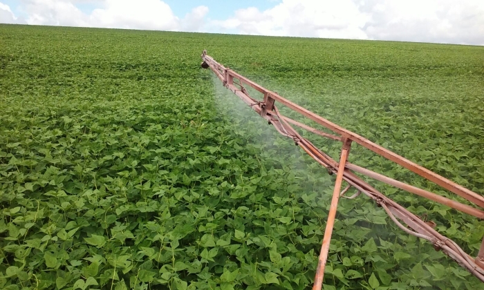 Imagem do dia - Lavoura de feijão em Corbélia (PR), do podutor Marcos Dall Apria