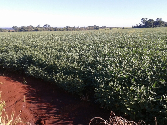 Imagem do dia - Lavoura de soja em Itaporã (MS), na Fazenda Santa Maria. Enviado por Alberto Maria Bento