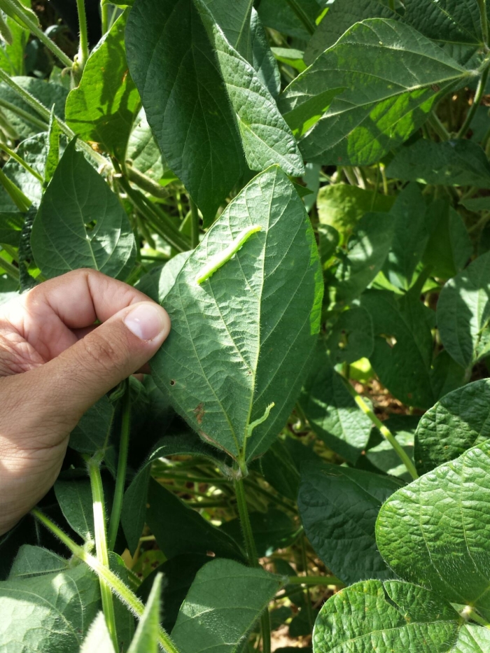 Imagem do dia - Lagarta falsa medideira na lavoura de soja em Cruz Alta (RS). Enviado pelo Técnico Agrícola Patrick Techio Pereira