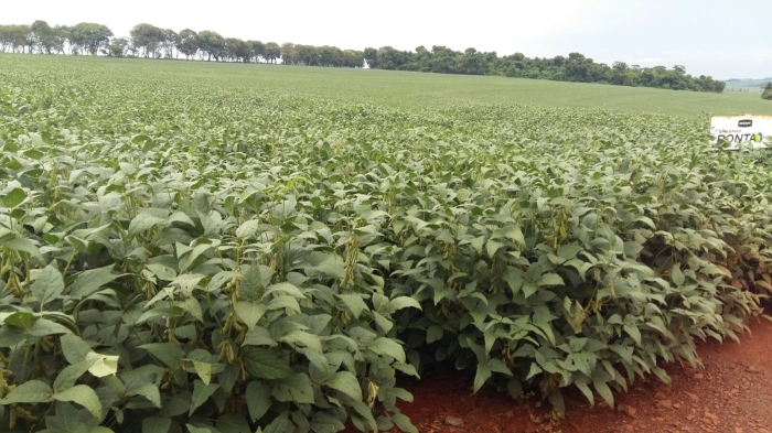 Imagem do dia - Lavoura de soja em Itambé (PR), do produtor Nivaldo Forastieri