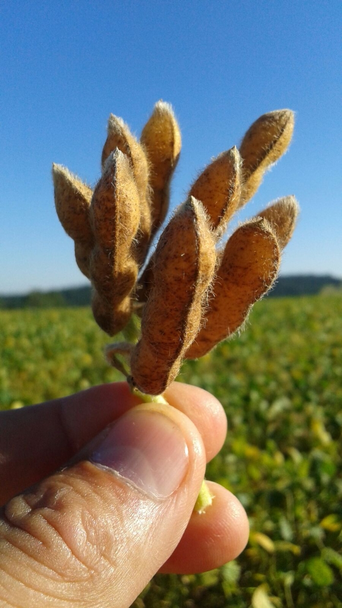 Imagem do dia - Lavoura de soja em Nova Aurora (PR). Enviado peloTécnico Agrícola David Clemente