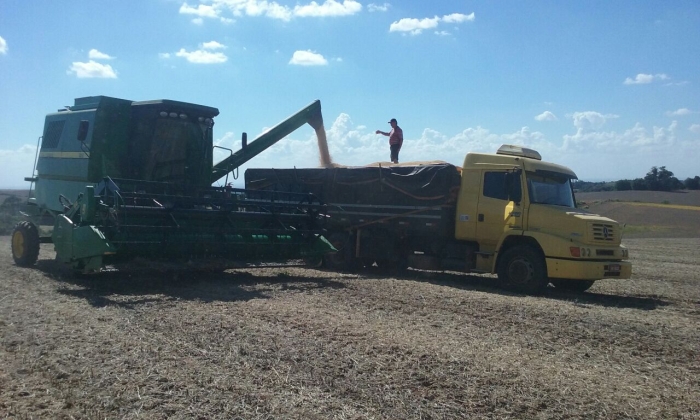 Imagem do dia  - Colheita da soja em Espumoso (RS), na propriedade de Voltaire Soares.