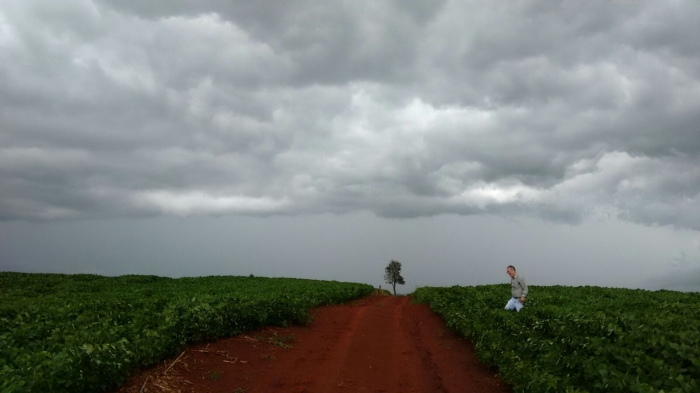 Imagem do dia - Engenheiro agrônomo Luiz Douglas Vilela na lavoura de soja em Sertanópolis (PR)