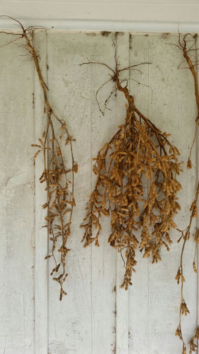 Imagem do dia - Diferença de arquitetura na mesma cultivar (1059RR) com diferentes populações de plantas. Enviado pelo Engenheiro Agrônomo Gustavo dos Anjos