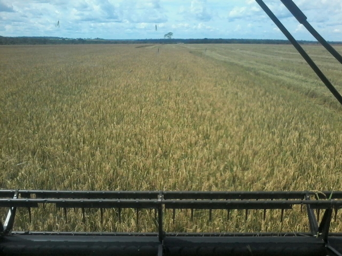 Imagem do dia - Colheita de arroz  em Tabaporã (MT), dos produtores Fábio e Joceli Zuconelli
