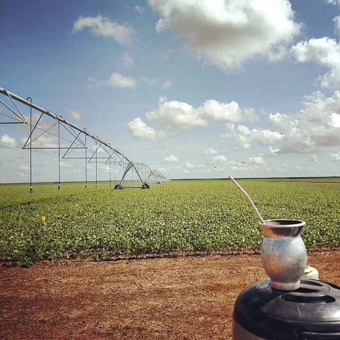 Imagem do dia - Lavoura de feijão irrigado na Fazenda São Felipe em Sorriso (MT), da produtora Janete Missio