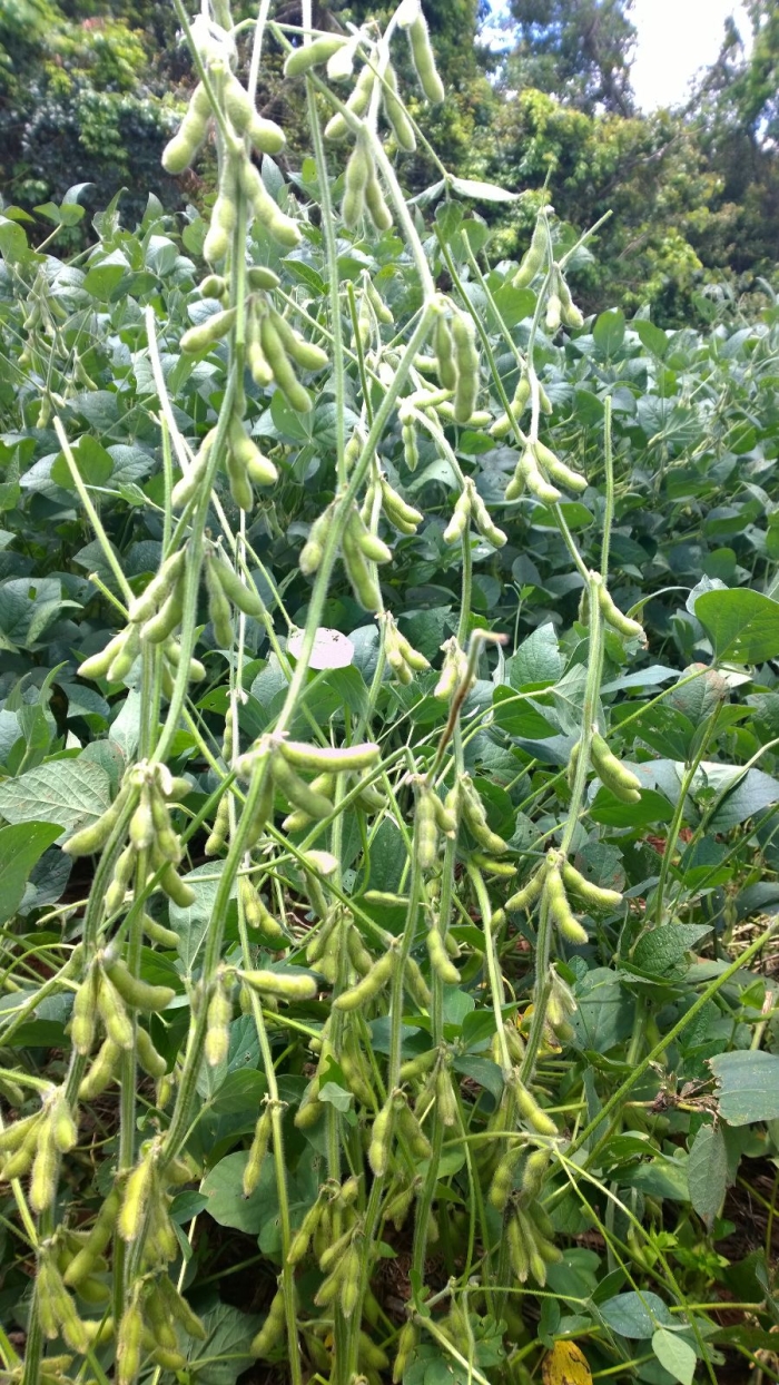 Imagem do dia - Lavoura de soja em Jataí (GO). Enviada pelo Engenheiro Agrônomo Jean Vilela
