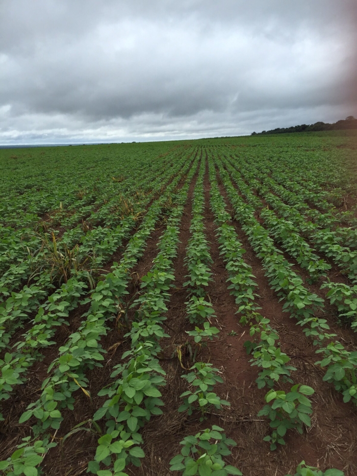 Imagem do dia - Lavoura de soja em Canarana (MT). Enviado por Roberto