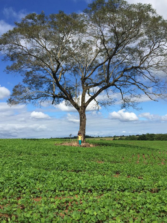 Imagem do dia - Lavoura de safrinha de soja em Alto Paraná (PY). Enviado por Magali Barbiann