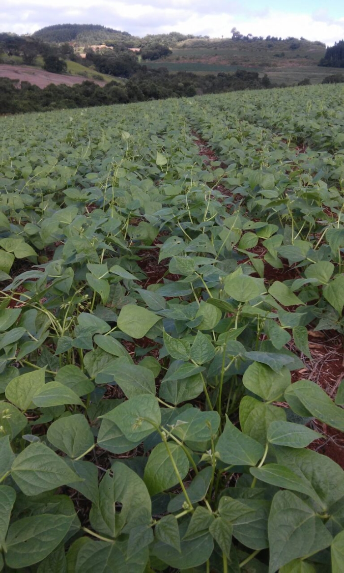 Imagem do dia - Lavoura de feijão safrinha em Chopinzinho (PR), do produtor Esmael de March.