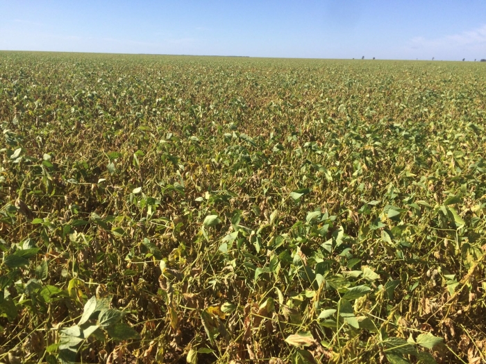 Imagem do dia - Lavoura de soja em Jaborandi (BA)