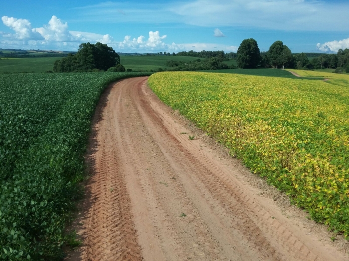 Imagem do dia - Lavoura de soja em Passo Fundo (RS). Imagem do Engenheiro Agrônomo Luciano Remor