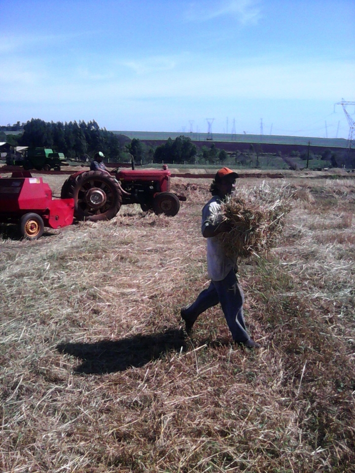 Imagem do dia - Produzindo feno com aveia em Santa Terezinha de Itaipu (PR), do produtor Ademir Fontana
