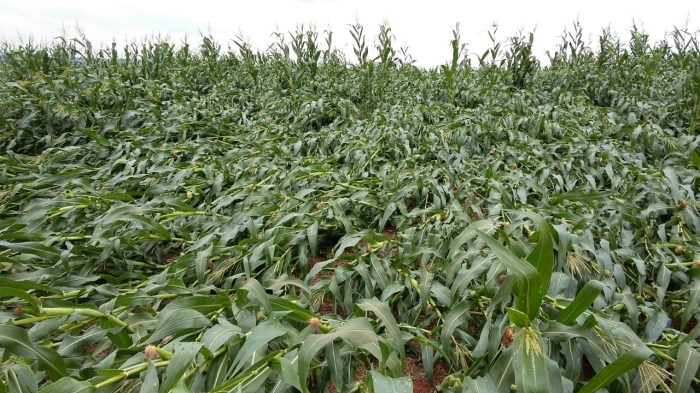 Imagem do dia - Lavoura de milho em Assis Chateaubriand (PR), após ventania. Enviado pelo Engenheiro Agrônomo Renato Wiebrantz