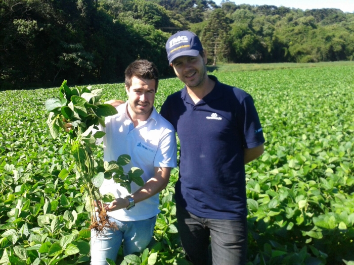 Imagem do dia - Lavoura de soja safrinha em Vitorino (PR). Imagem enviada pelo Técnico Agrícola Jonatan Taylle Soares