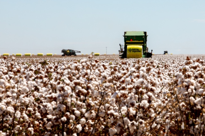 Tama - sou de algodão