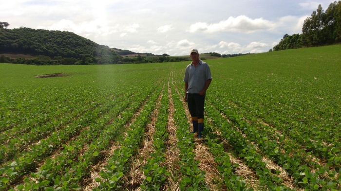 Imagem do dia - Lavoura de soja em Vila Lângaro (RS). Enviado por Brauner Zanchetta